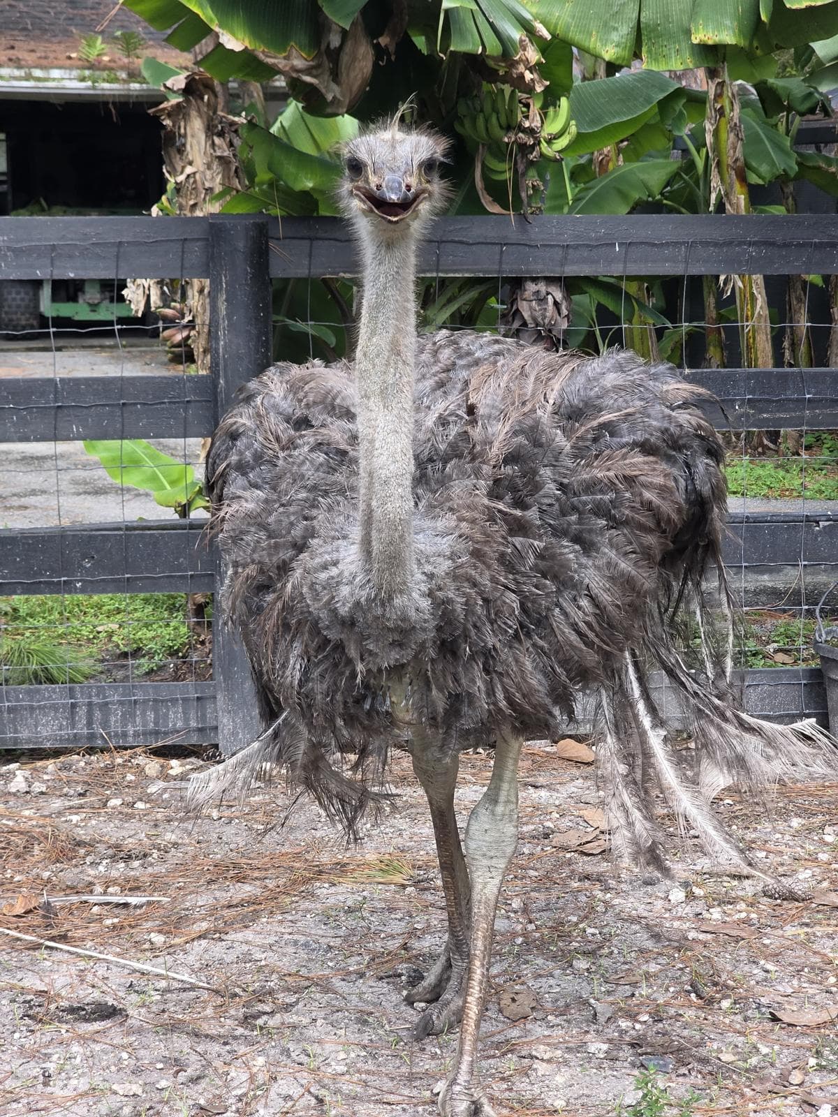 Beautiful Ostrich