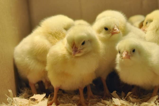 Chicks
