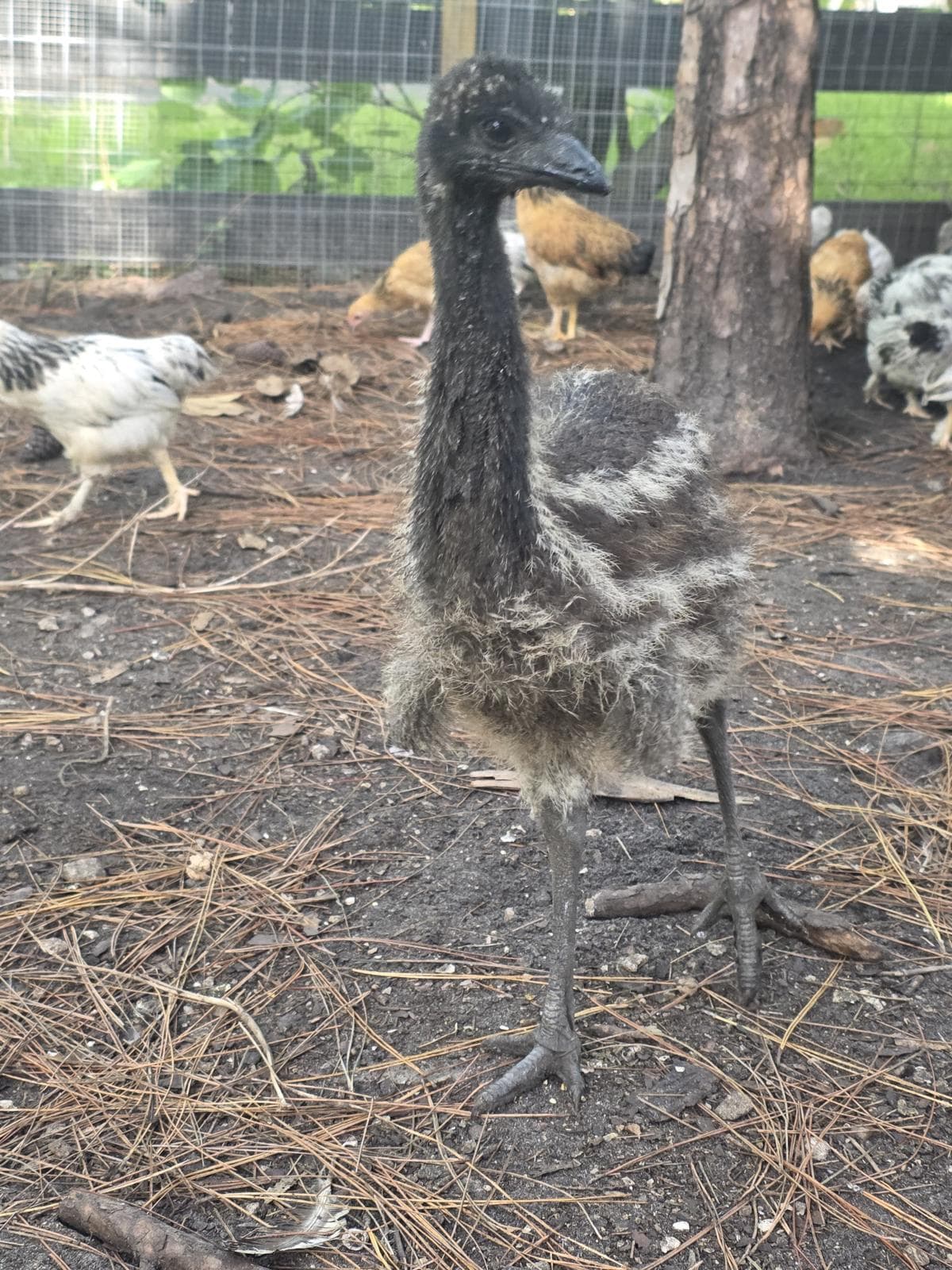 Emu
