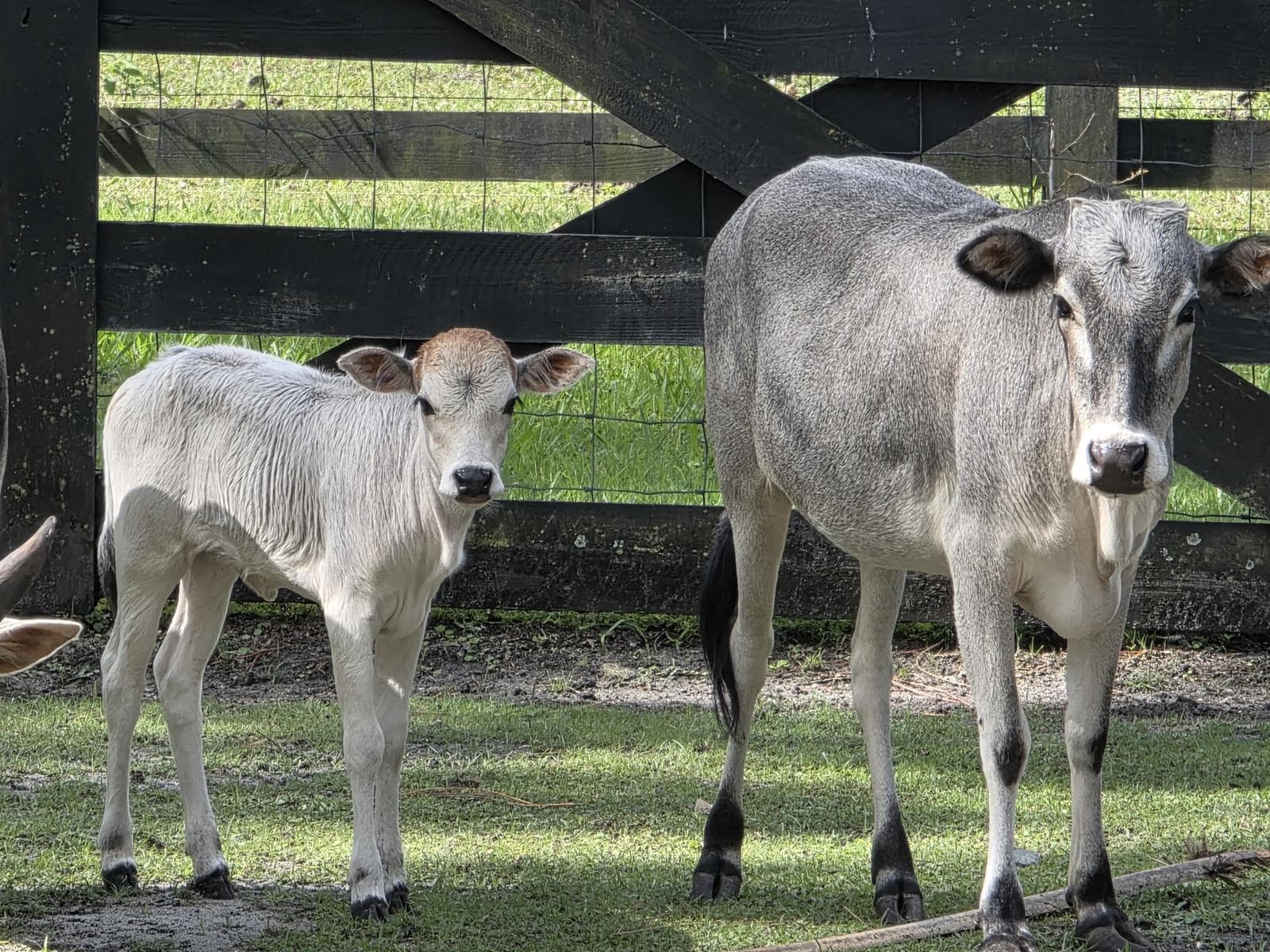 Mini Cow