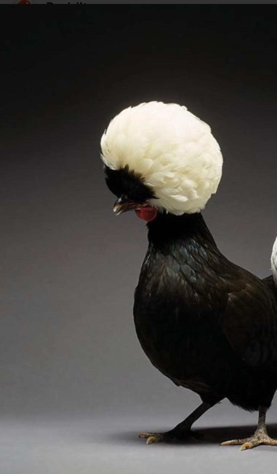 Mottled Cochin Bantam