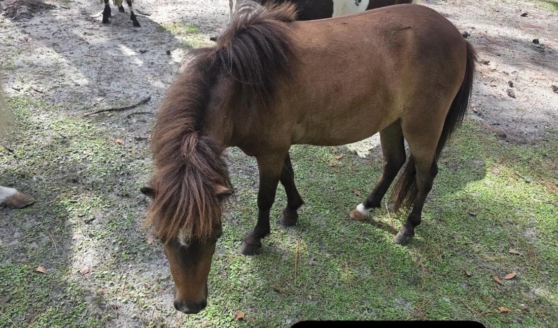 Pony