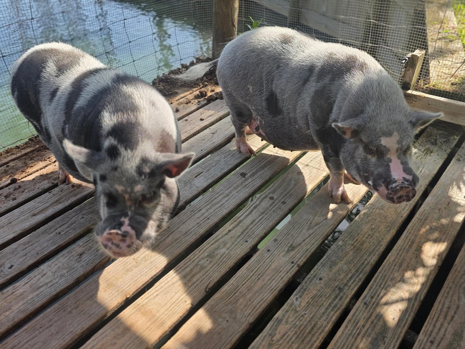 Small Pig